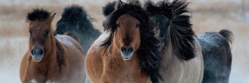 Ariuk Ariuka🌏 banner