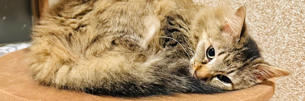伊藤/猫とごはんと素敵な妻と banner