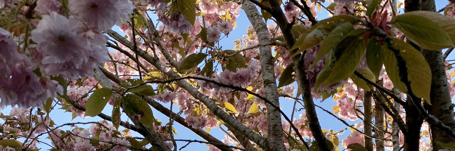jadeycameron's profile banner image