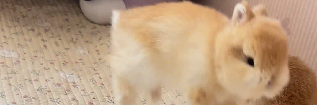nekosuke124's profile banner image