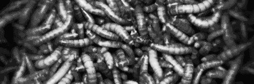 bibia 𓋹 banner