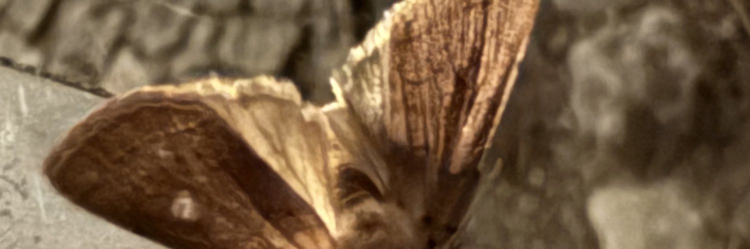 undesyou's profile banner image