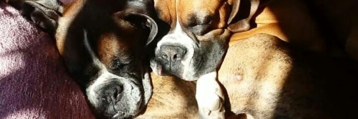 CalCarola's profile banner image
