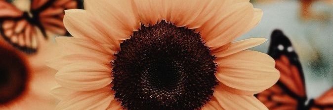 amelita_06's profile banner image