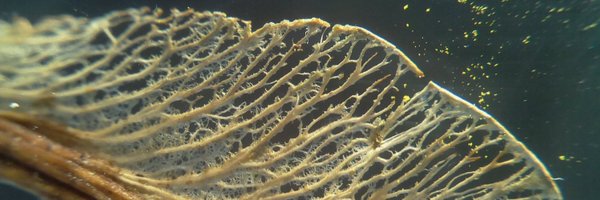 Dr_LauraK Profile Banner