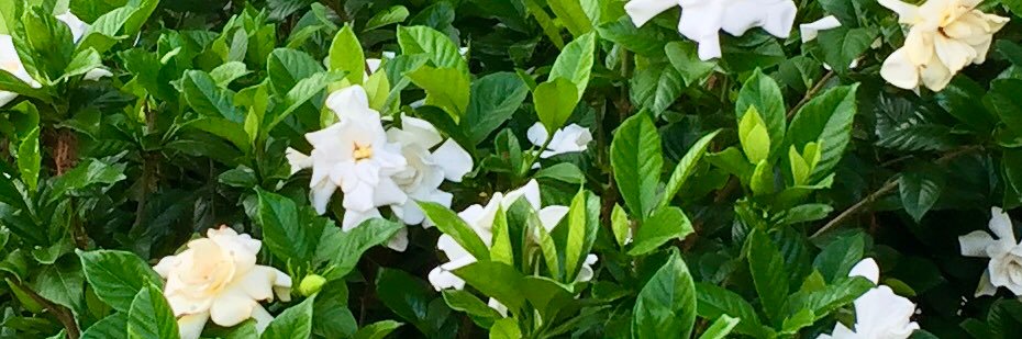 Robyn Cypert 💛💙❤️ banner