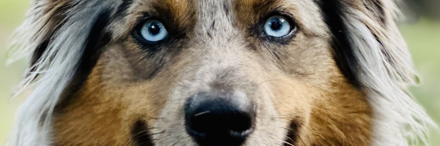 Soderdog banner