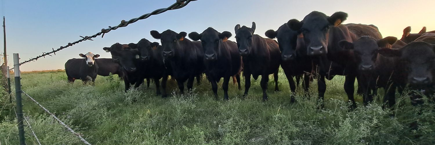 ShaneTopperHarley banner