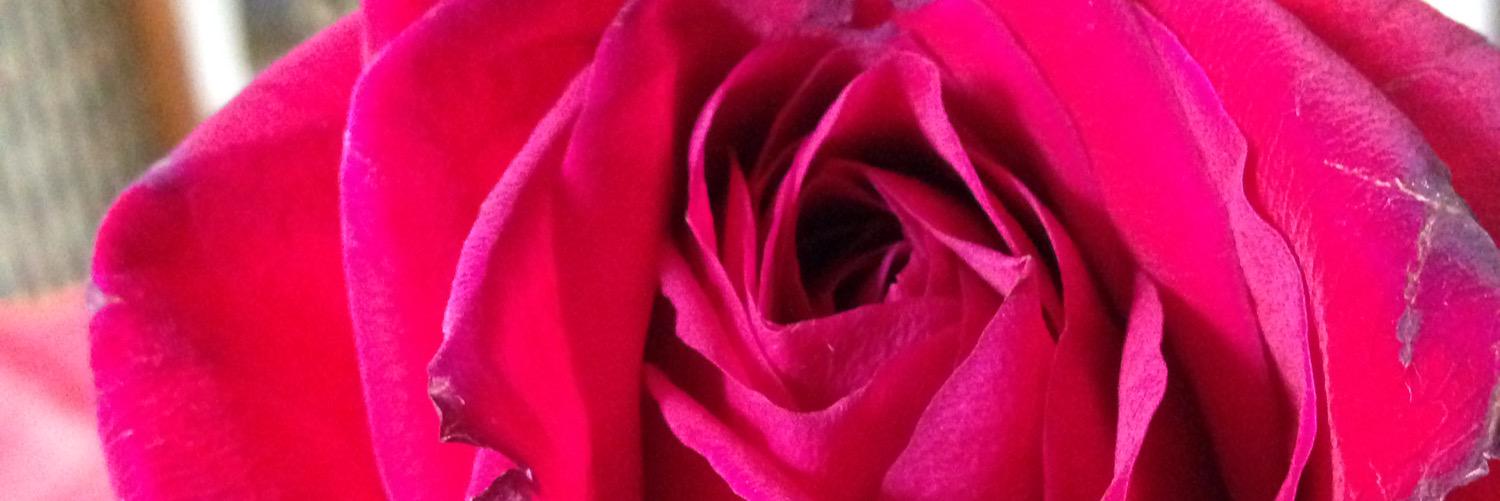 sidannwest's profile banner image