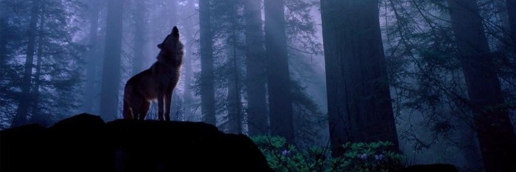 sony_wolfmaiden's profile banner image