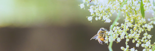 backedbybees banner
