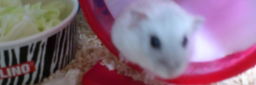プチトマ banner