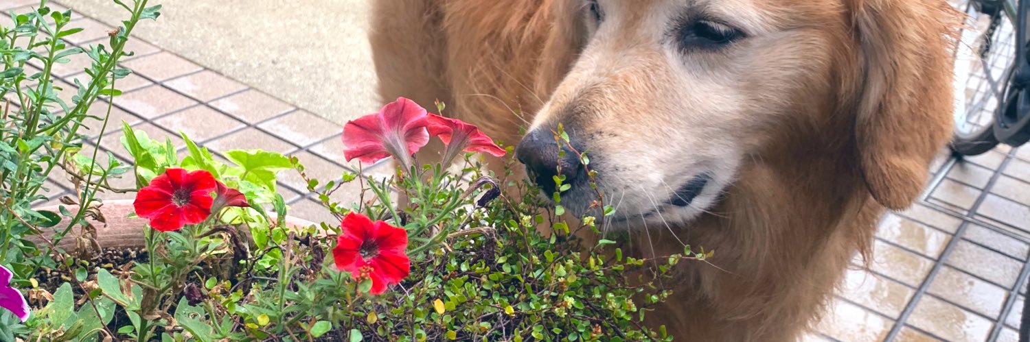 Carleigh129's profile banner image