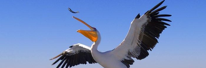 Jon Pelican's banner