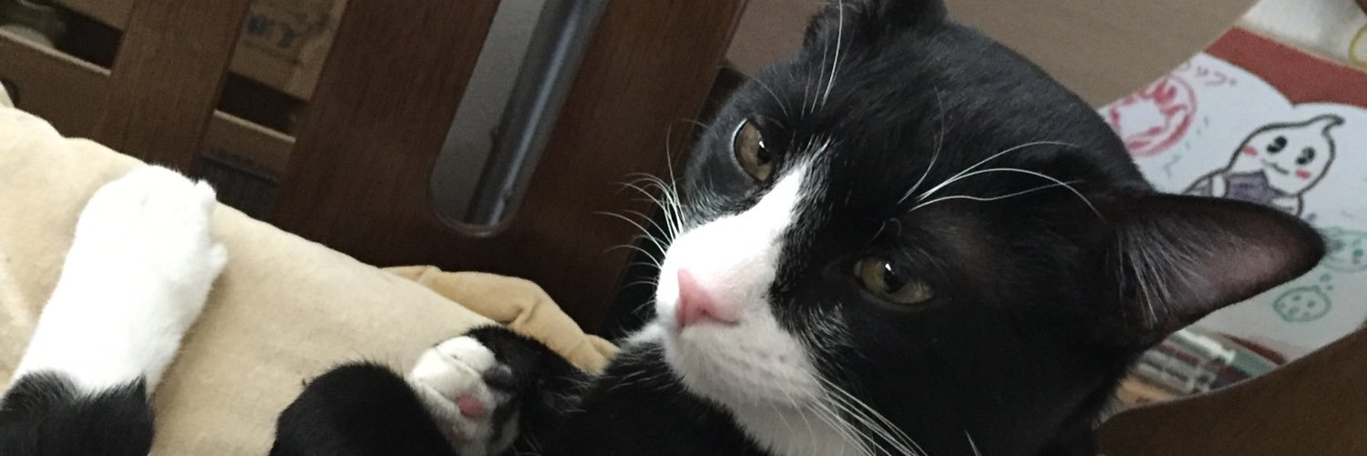 tomochin_katze's profile banner image