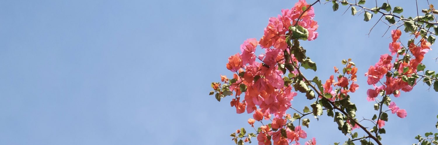 🌺 banner