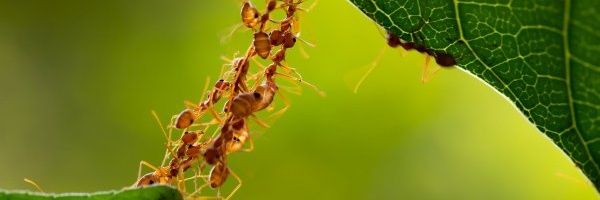 Ants-Review (🐜 , 🌱) 🦇🔊 banner