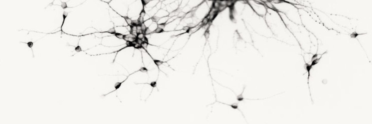 Claudia Peregrina banner