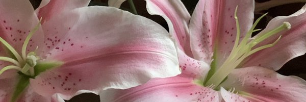 lshirinrs Profile Banner