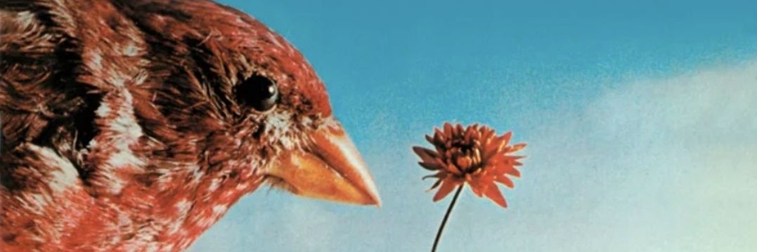 auspicium's profile banner image