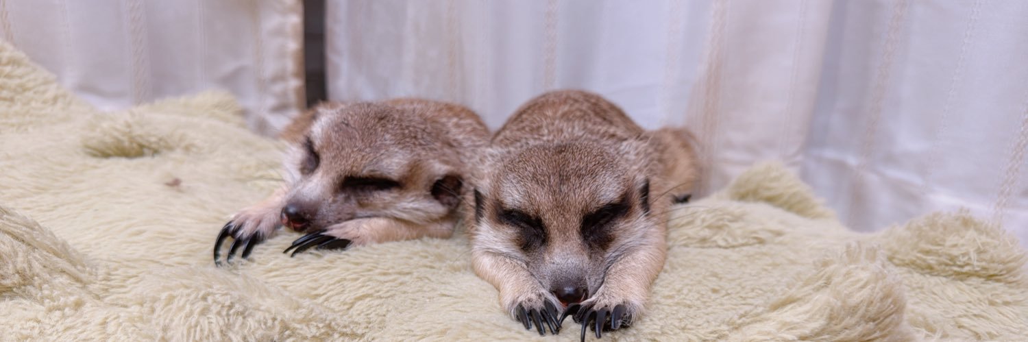 odebu_suricata's profile banner image