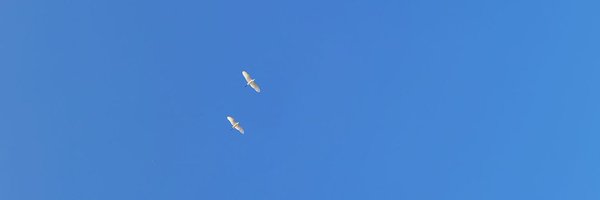 NJiHaw Profile Banner