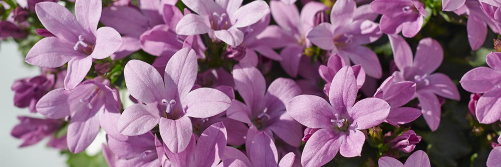 ADDENDA banner