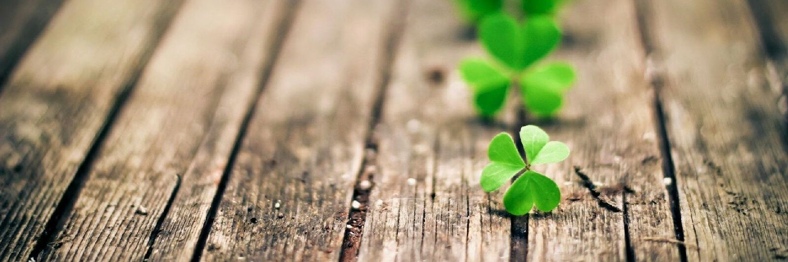 CloversQuotes's profile banner image