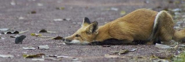 mladyssilverfox's profile banner image