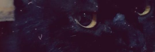 ppaanneeay's profile banner image