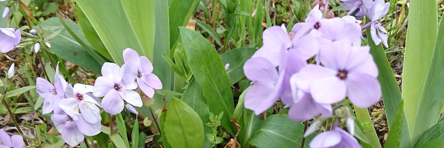 ちゅけぷん banner