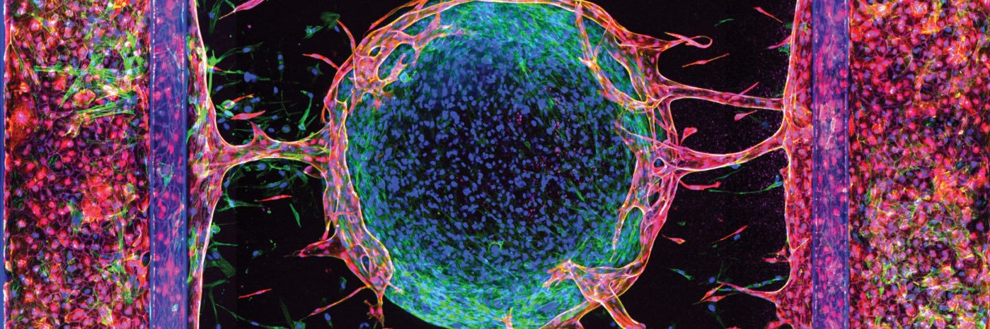 Alessandro Valente banner