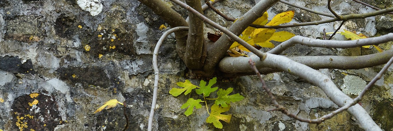 Stichting NatuurAlert Nederland banner