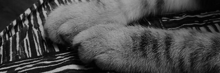 jesssi banner