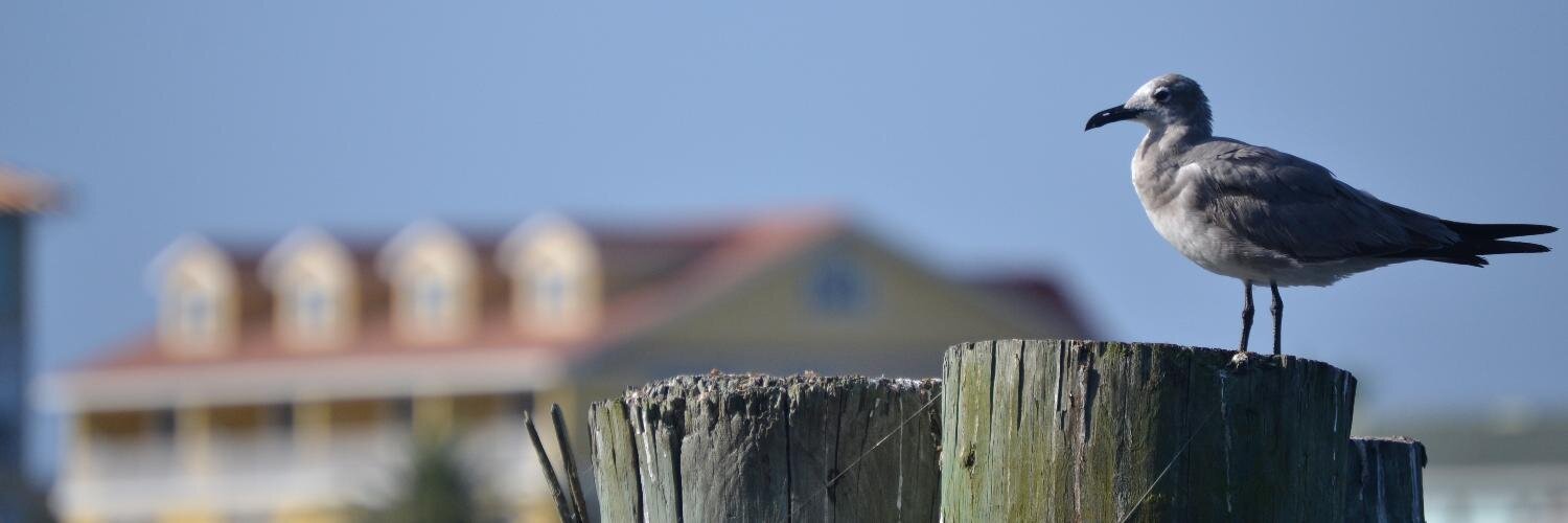 Zack Vesco banner