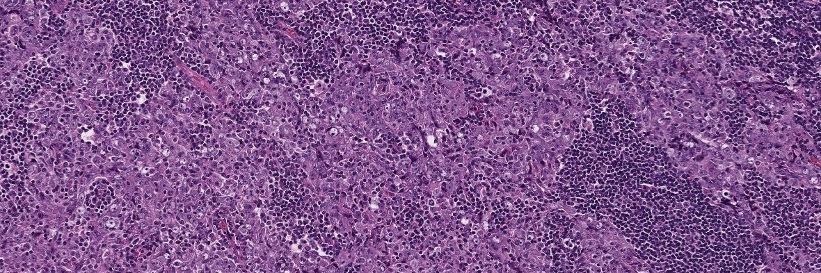 HNPathology's profile banner image