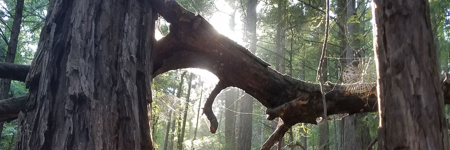 SudzySounds's profile banner image
