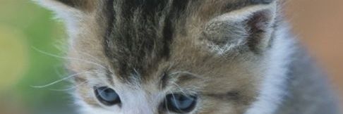 あっちん banner
