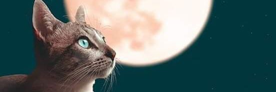 MaleeniiLopez's profile banner image