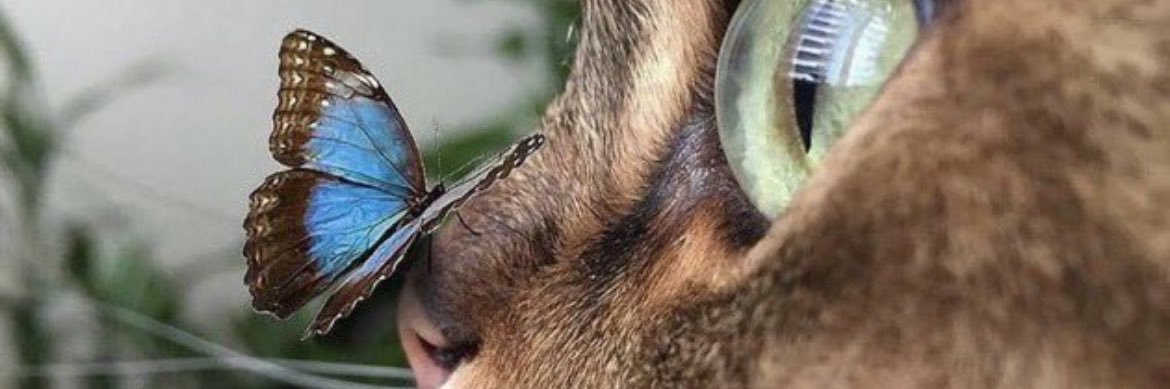 Mayarahhall's profile banner image