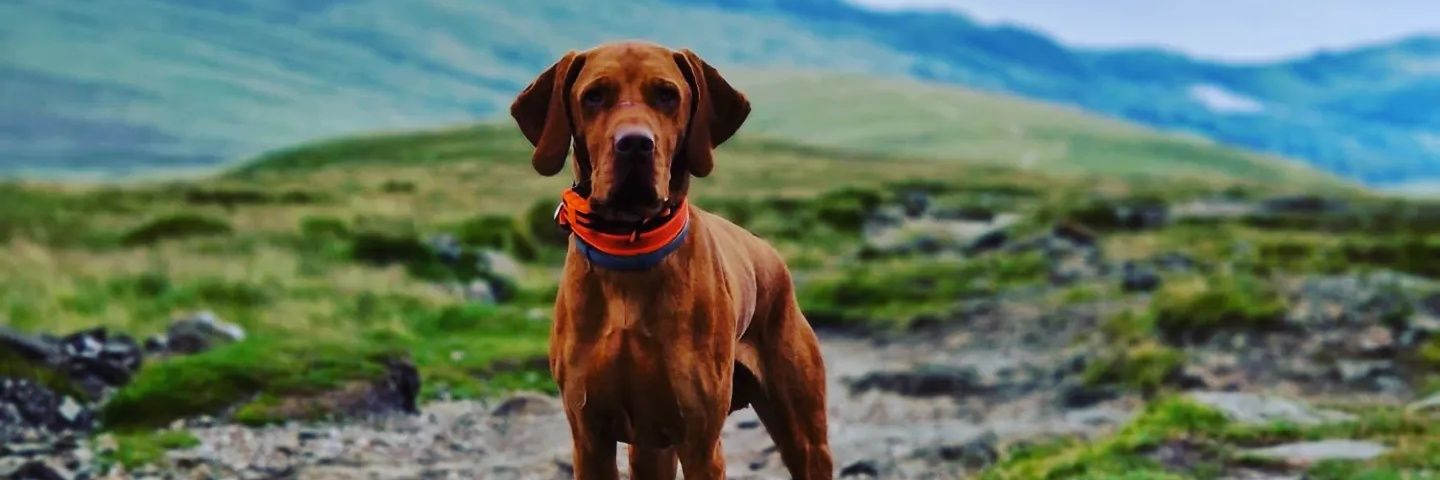 bigwatsy1's profile banner image