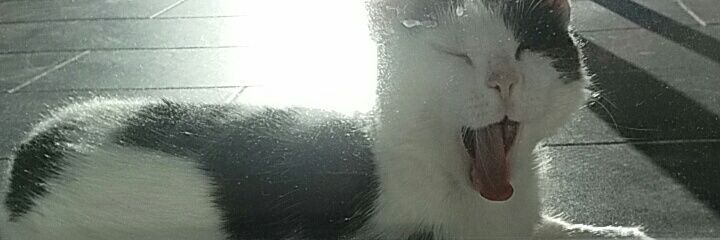 callmebilbon's profile banner image