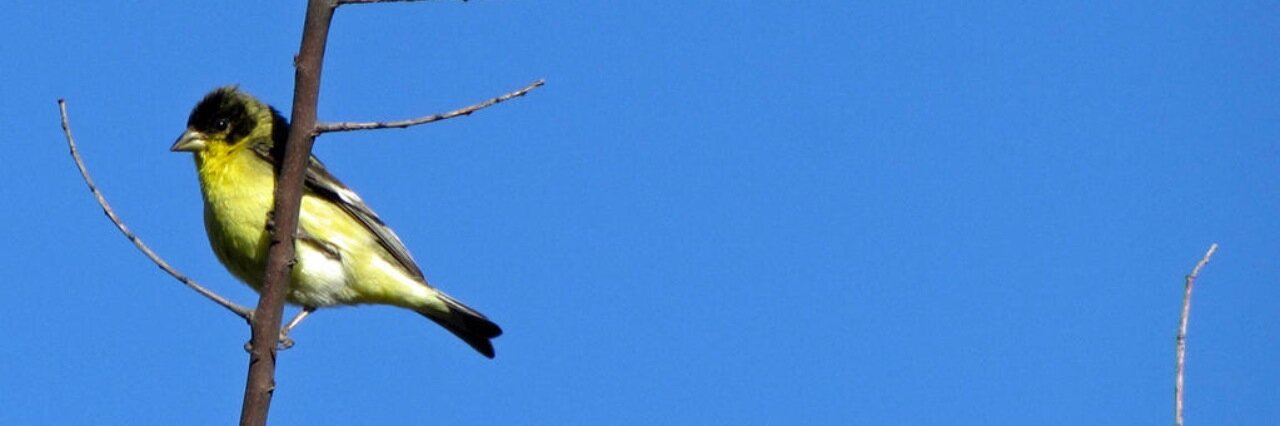 BirdManOfAustin's profile banner image