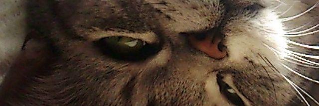 clover_uca's profile banner image