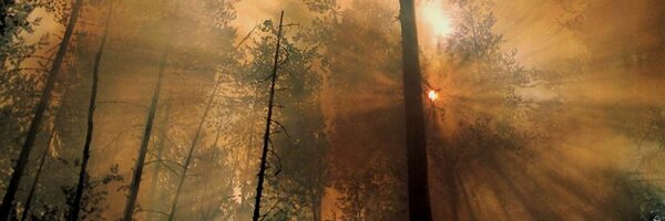 NB Forest Fires Profile Banner