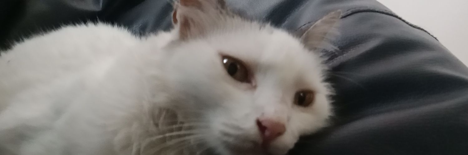 nowshooaway's profile banner image
