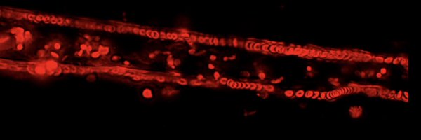 joey_ghersi Profile Banner