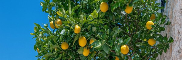 Lemonadeskies_ Profile Banner