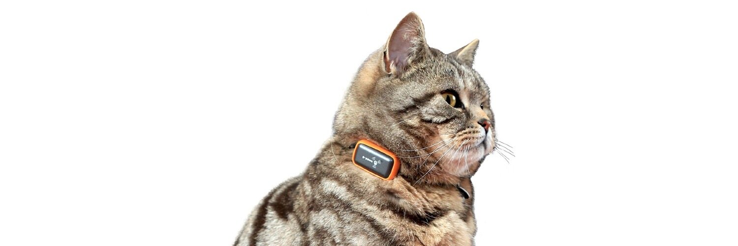 gpawspets's profile banner image