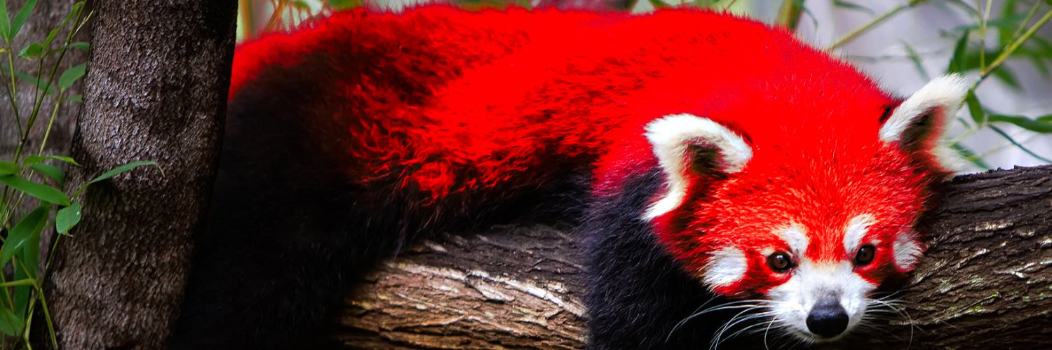 RedPandaVGC 🔜 X-3 Locals 😭 banner